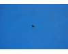 5M88C00196 Lenovo A7-10F Screw&*110100698 CS
