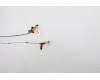 5A30Z88163 Lenovo ANTENNA FRU ACCY KITS ANT WWAN_MIMO